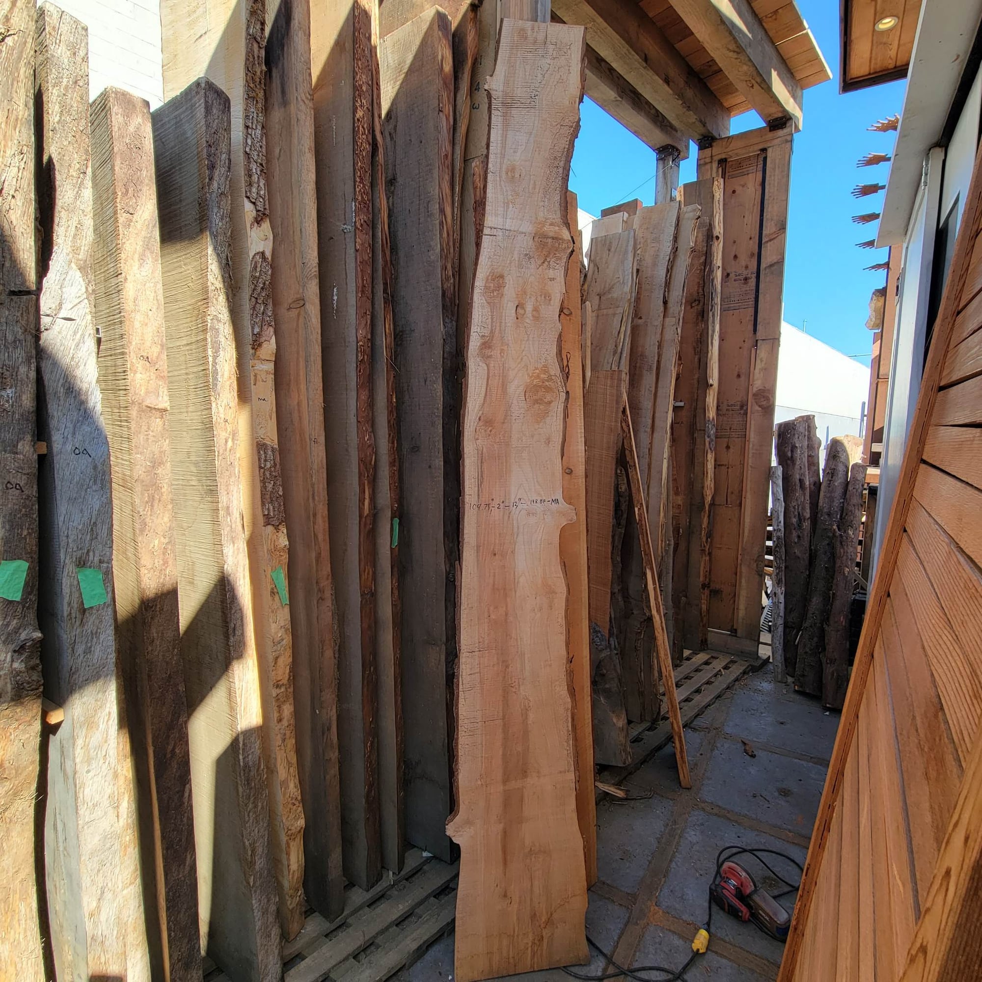 Big Leaf Maple